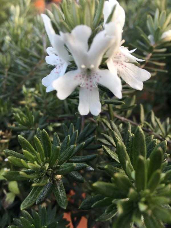 Westringia 'Mundi'