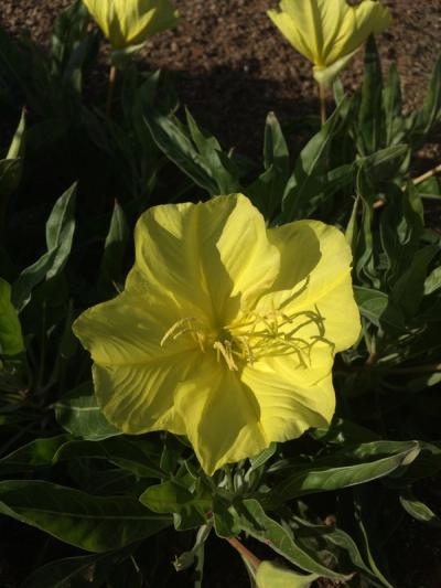 Oenothera macrocarpa