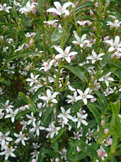 Philotheca myoporoides