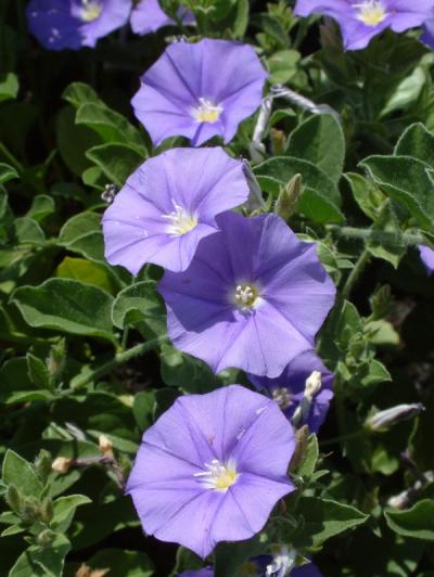 Convolvulus sabatius