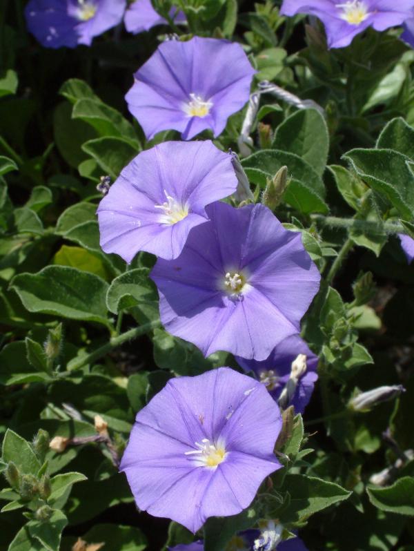 Convolvulus sabatius