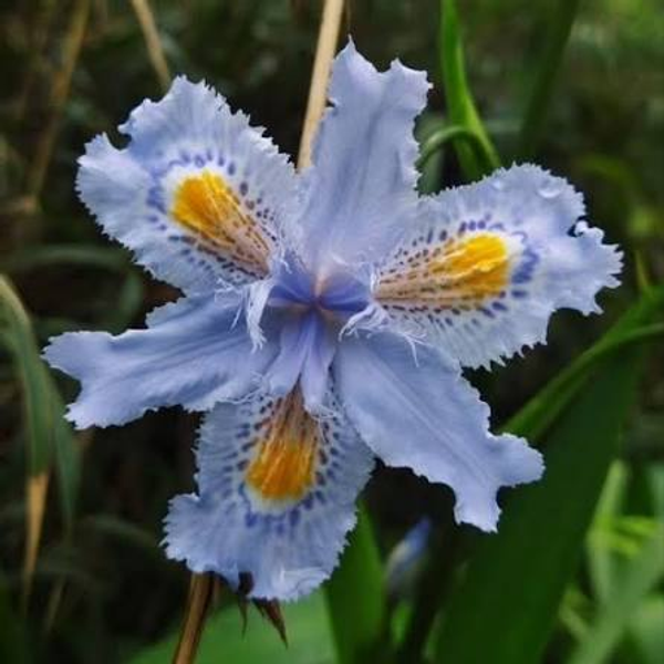 Iris japonica
