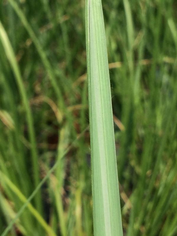 Pennisetum alopecuroides 'Magic'
