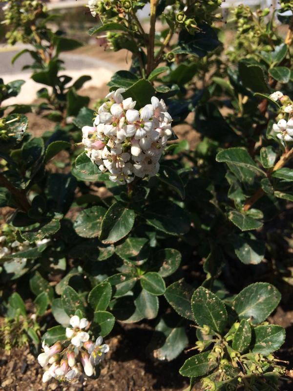 Escallonia 'Iveyi'