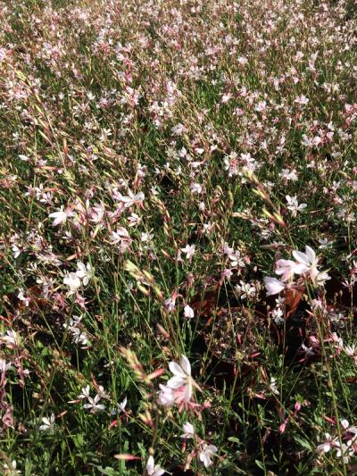 Gaura lindheimeri