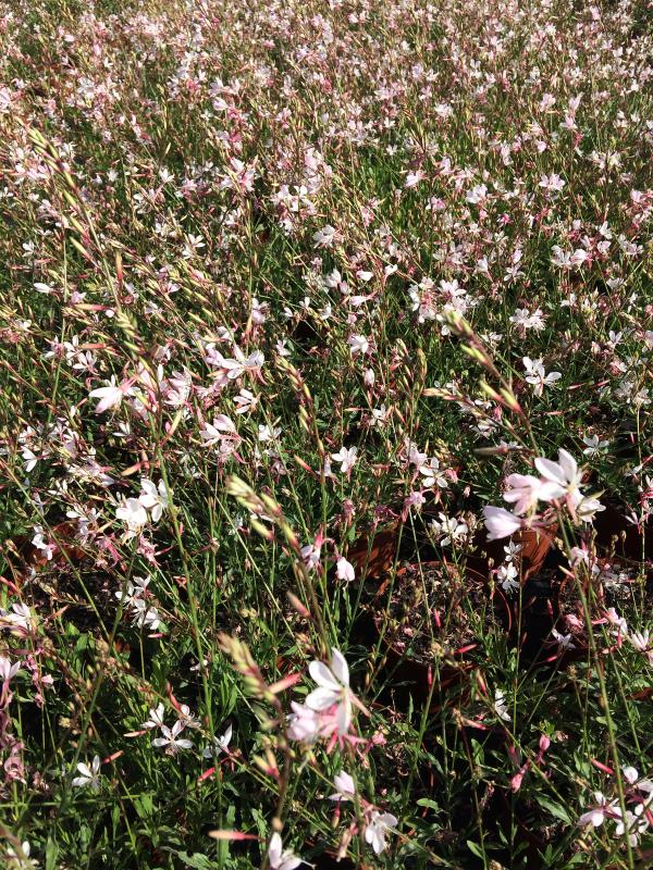 Gaura lindheimeri