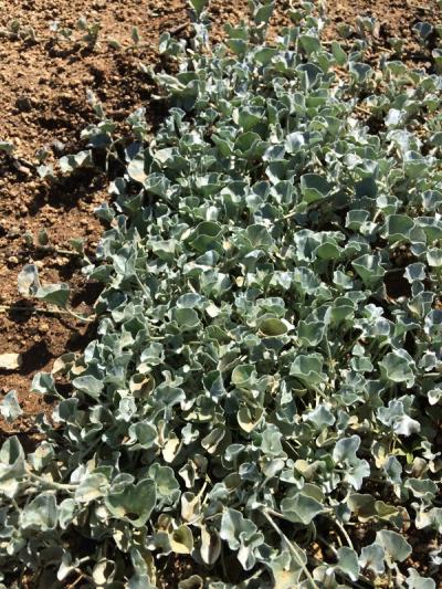Dichondra argentea 'Silver Falls'