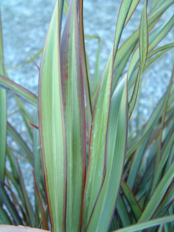 Phormium 'Surfer Green'