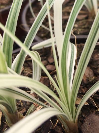 Liriope spicata 'Silver Dragon'