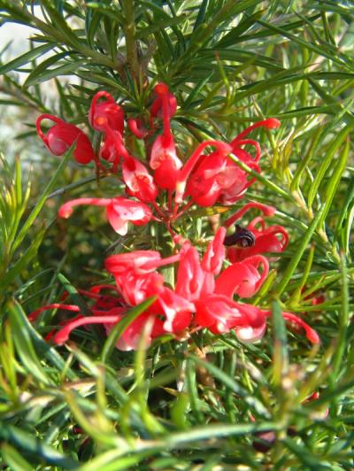 Grevillea 'Clearview David'