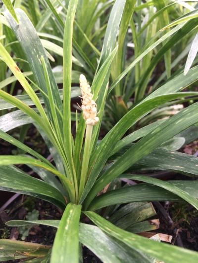 Liriope muscari 'Monroe White'