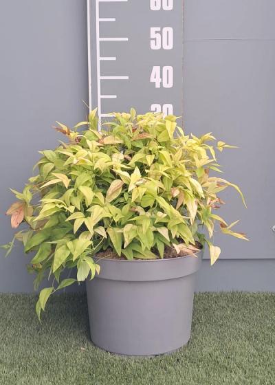 Nandina domestica 'Fire Power'