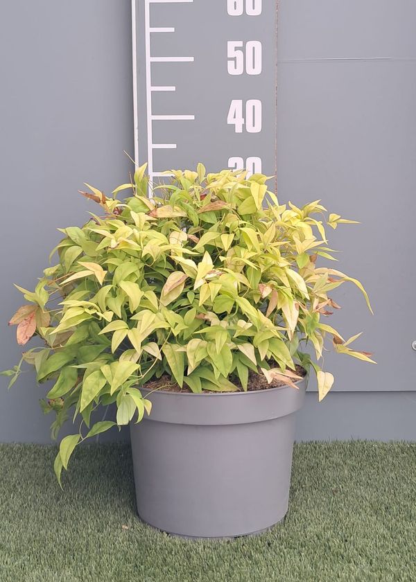 Nandina domestica 'Fire Power'