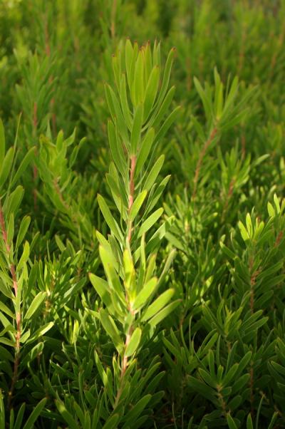 Leucadendron 'Inca Gold'