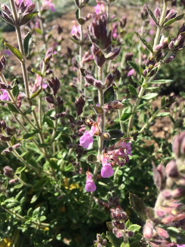 Teucrium chamaedrys