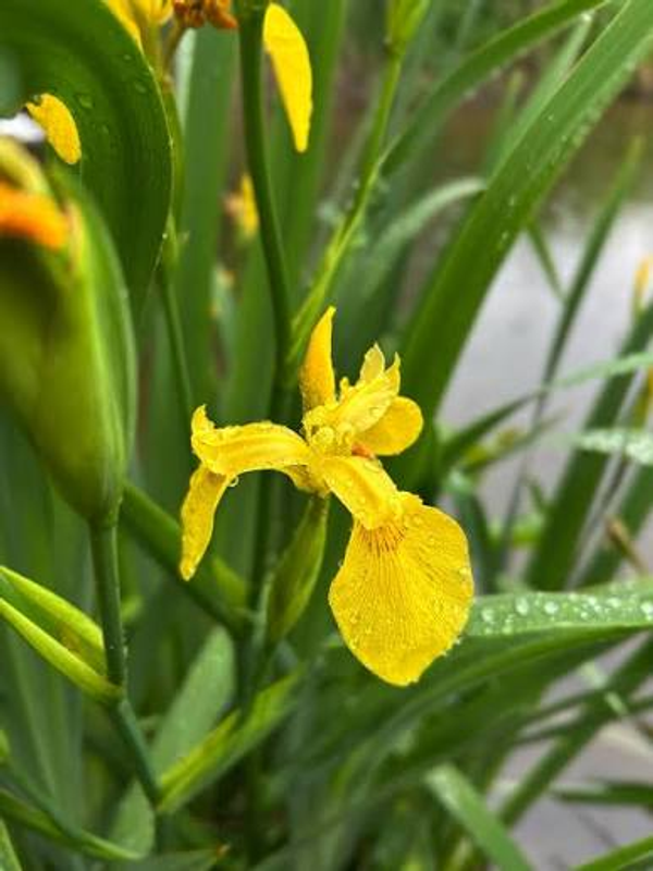 Iris pseudacorus