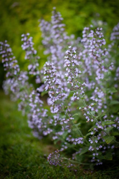 Calamintha nepeta subsp. nepeta 'Blue Cloud'