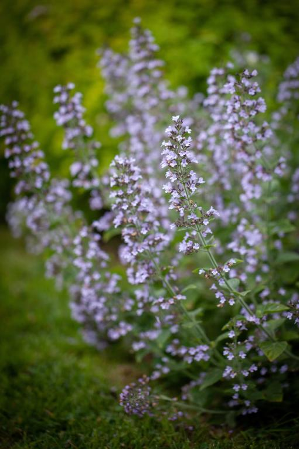 Calamintha nepeta subsp. nepeta 'Blue Cloud'