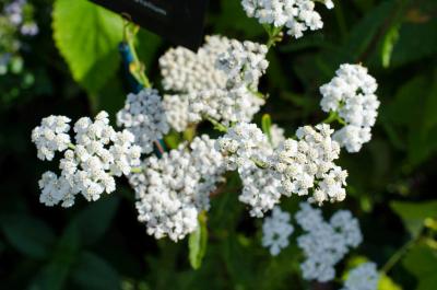 Achillea millefolium