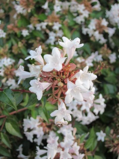 Abelia x grandiflora