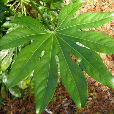 Fatsia japonica