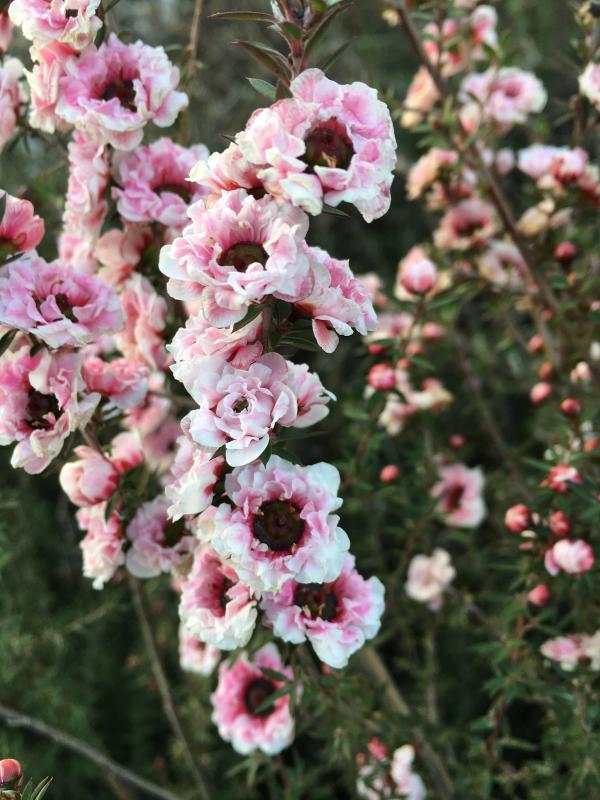 Leptospermum scoparium 'Autumn Glory'