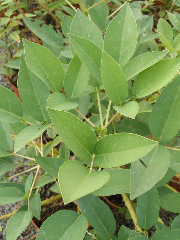 Erythrina crista-galli