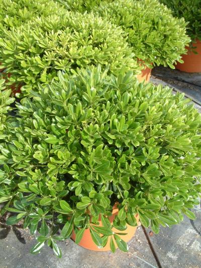 Pittosporum tobira 'Nanum'