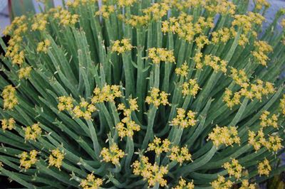Euphorbia mauritanica