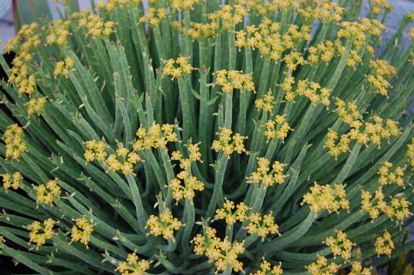 Euphorbia mauritanica
