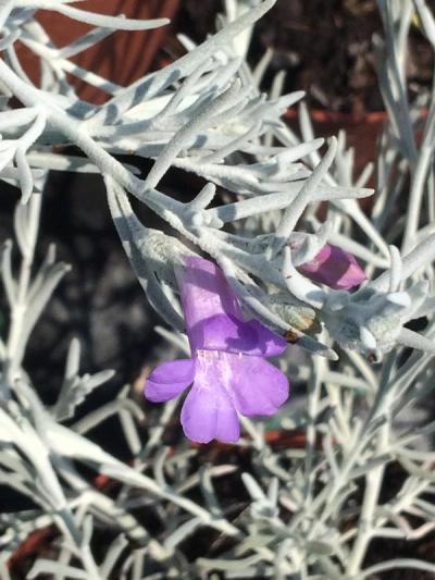 Eremophila nivea