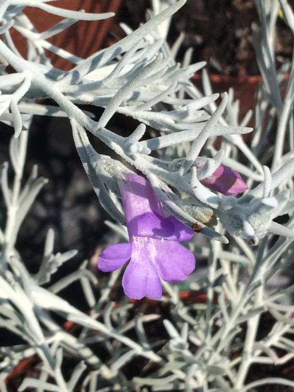 Eremophila nivea