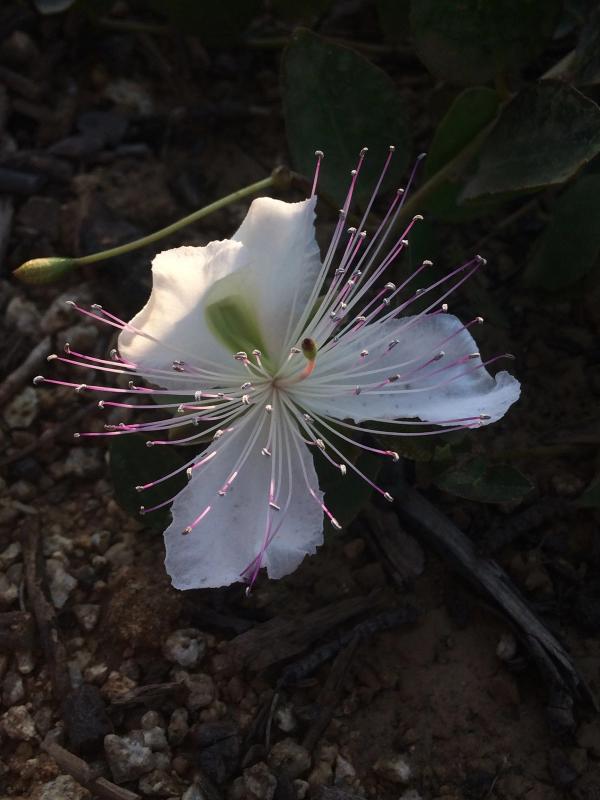Capparis spinosa 'Inermis'