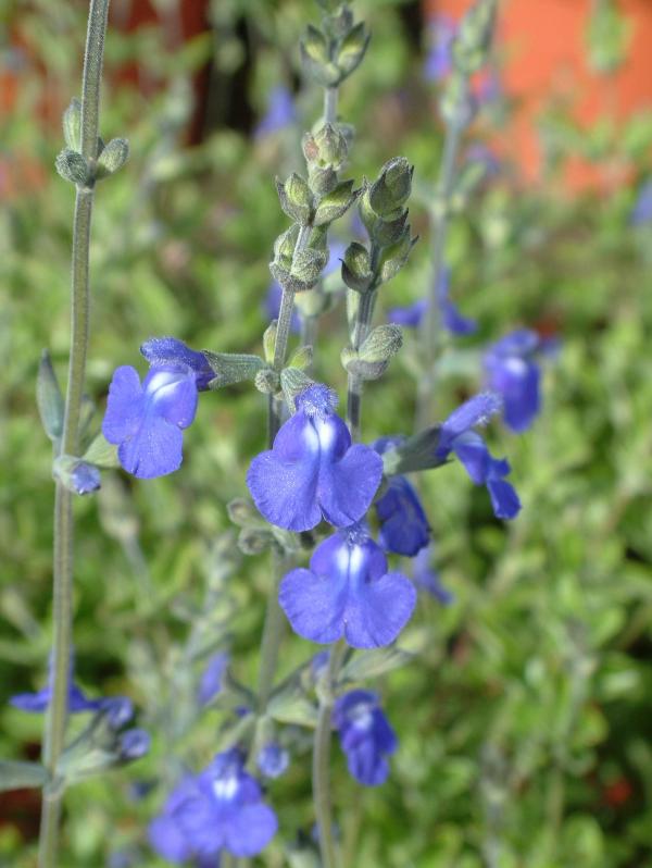 Salvia chamaedryoides