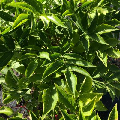 Sambucus nigra f. porphylla 'Eva'