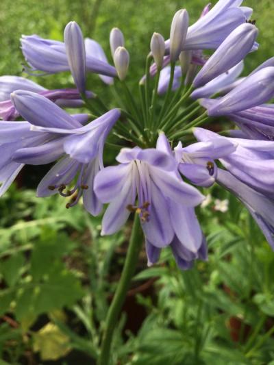 Agapanthus praecox