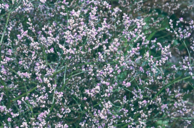 Limonium coriarium