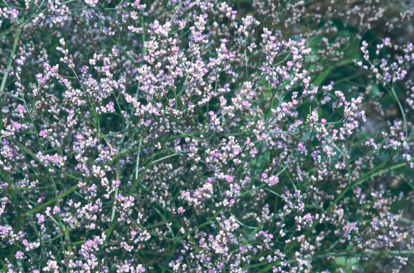 Limonium coriarium