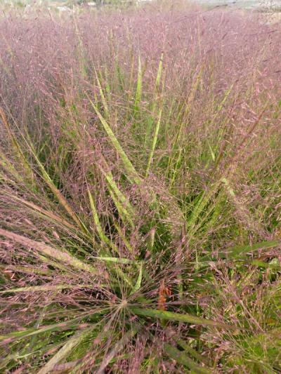 Eragrostis spectabilis