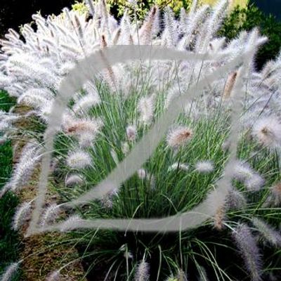 Pennisetum alopecuroides 'Hameln'