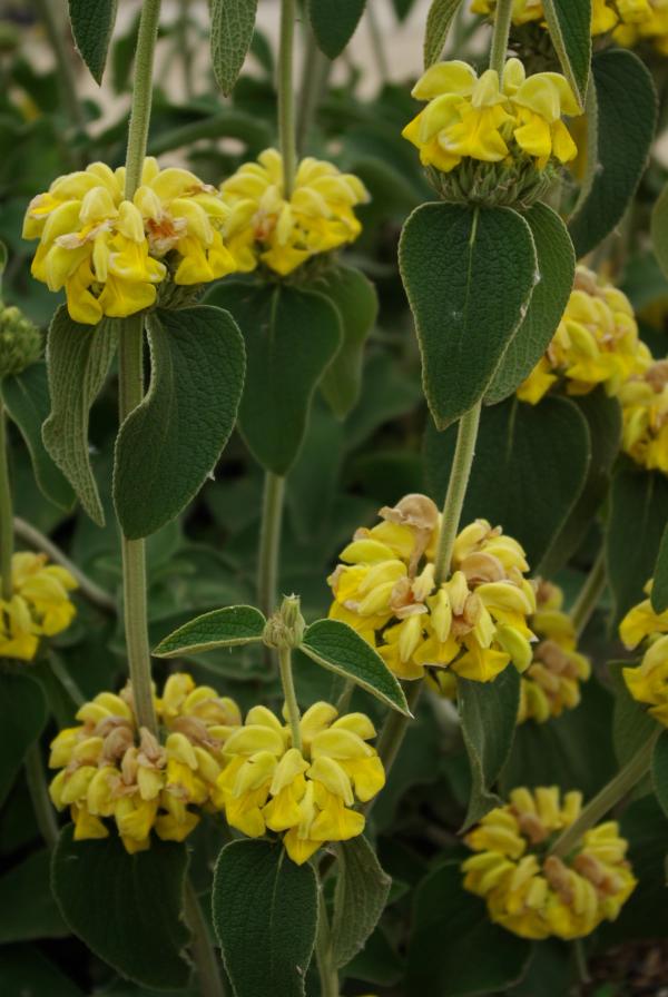 Phlomis 'Edward Bowles'