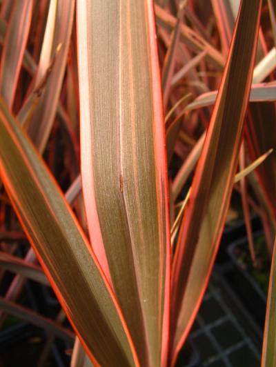Phormium 'Maori Queen'