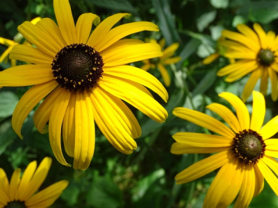 Rudbeckia fulgida