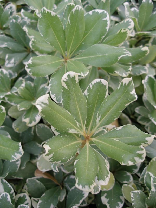 Pittosporum tobira 'Variegatum'