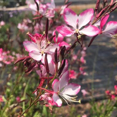 syn. Gaura