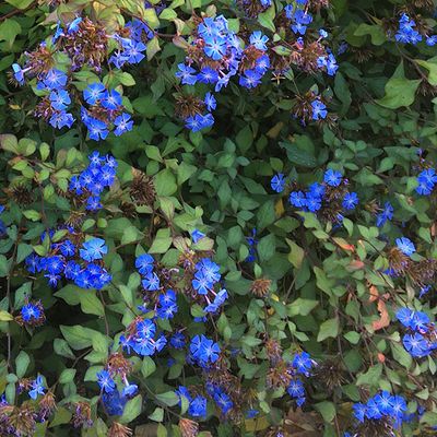 Ceratostigma griffithii