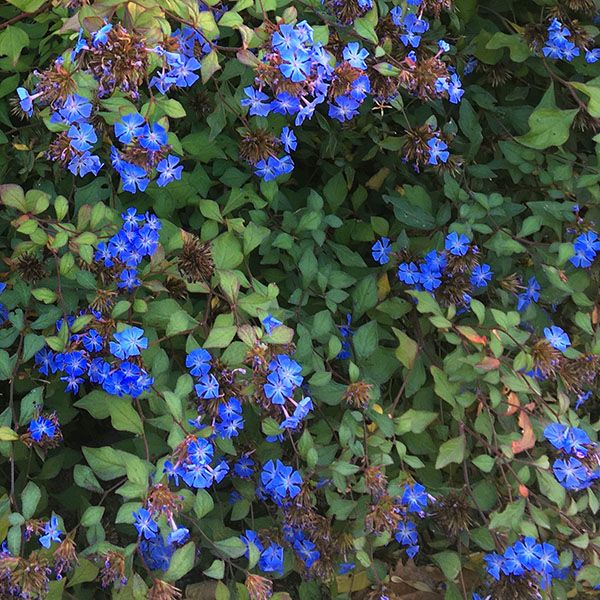 Ceratostigma griffithii