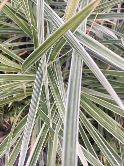 Liriope spicata 'Silver Dragon'