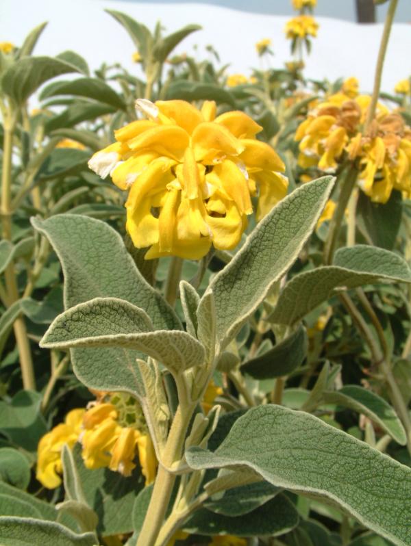 Phlomis fruticosa
