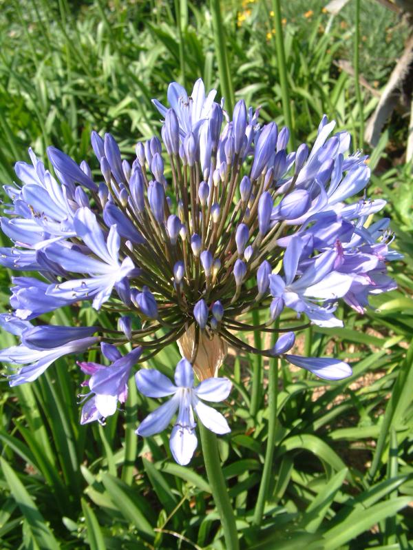 Agapanthus 'Queen Anne'